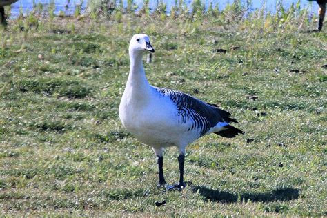 Upland Goose male | Ken Allen | Flickr