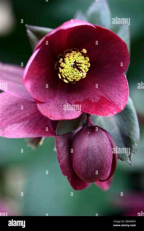 Hellebore Ice n Roses Red Brunello,Ruby red flowers,flowering,Hellebore ...