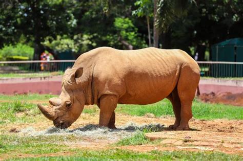 36 Animaux sauvages - définition, espèces et caractéristiques