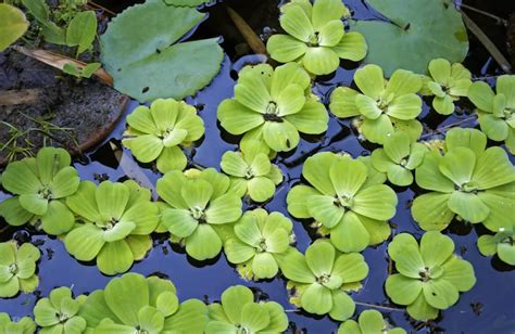 Pistia stratiotes acquario: Guida Dall’Acquisto alla Coltivazione – Errori Di Acquariofilia