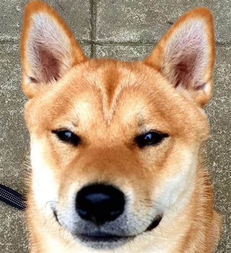 18 Shiba Inu Mix Breeds – The Popular and Adorable Hybrid Dogs | PetPress