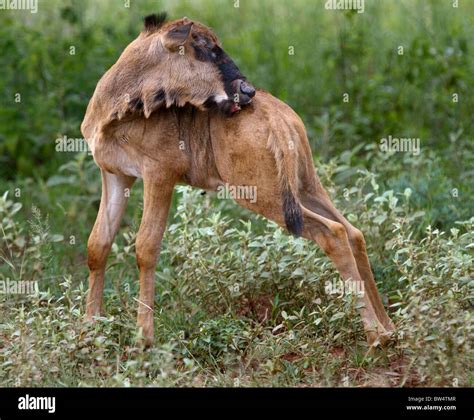 Wildebeest calves hi-res stock photography and images - Alamy