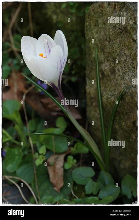 White Crocus flower Stock Photo - Alamy