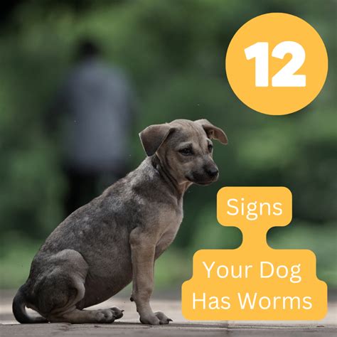 12 Common Signs a Dog Has Worms - PetHelpful