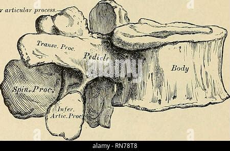 . Anatomy, descriptive and applied. Anatomy. VERSE LIG INTER! VERSE LIGAMENT ARTICULATIONS OF ...