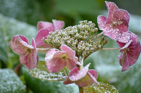 Hydrangea Frost Frozen - Free photo on Pixabay - Pixabay