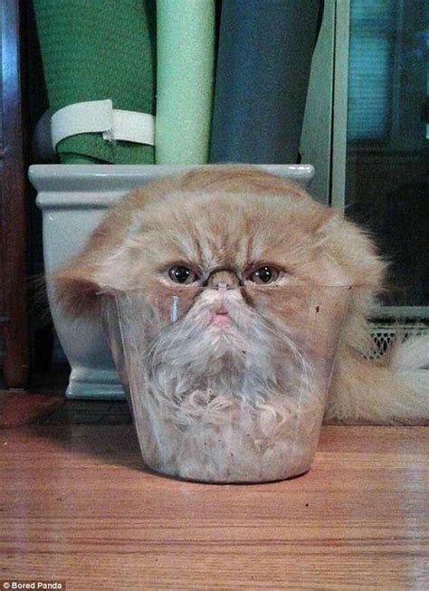 Cats stuck in jars: The funniest pictures of moggies online | Daily Mail Online