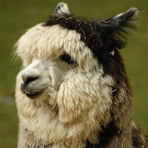 File:Alpaca headshot.jpg