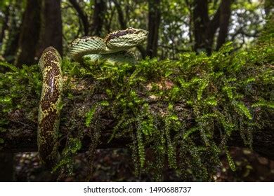 Habitat Malabar Pit Viper Photos and Images | Shutterstock