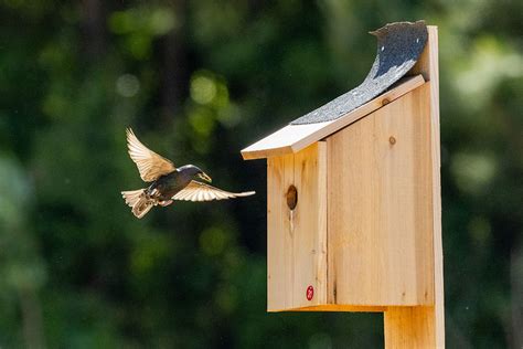 Kennesaw State researcher receives grant to study pollution effects in birds - News