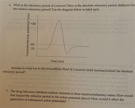 Solved 6. What is the refractory period of a neuron? How is | Chegg.com