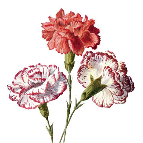 Carnation family clipart - Clipground