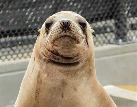 Seadog | The Marine Mammal Center