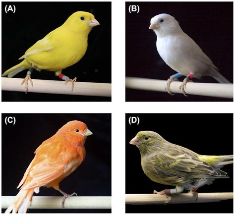 | The four color types of canaries used in these experiments: yellow... | Download Scientific ...