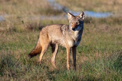 Ghost DNA from hybrid coyotes could save endangered red wolves | New Scientist