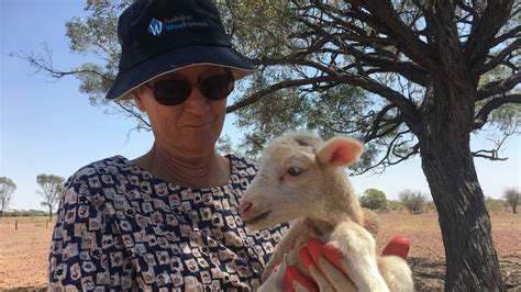 Young bush detectives look for clues and feeding poddy lambs - ABC ...