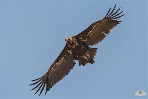 A Cinereous vulture flying over the deserts of Sindh, Pakistan : r/birdsofprey