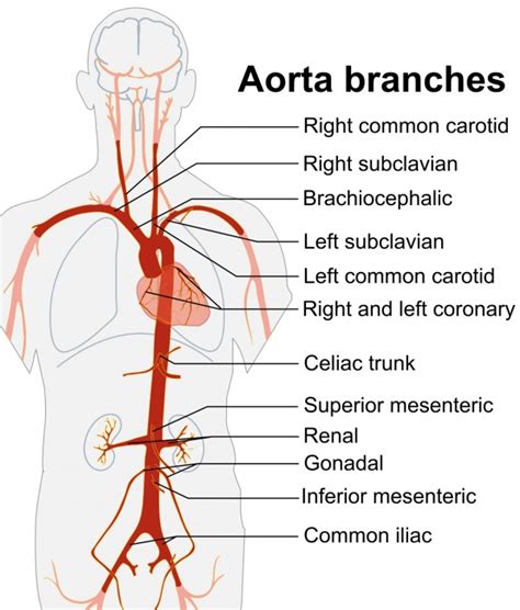 Resuscitative endovascular balloon occlusion of the aorta - WikEM