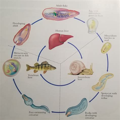 Life Cycle of Flukes Diagram | Quizlet