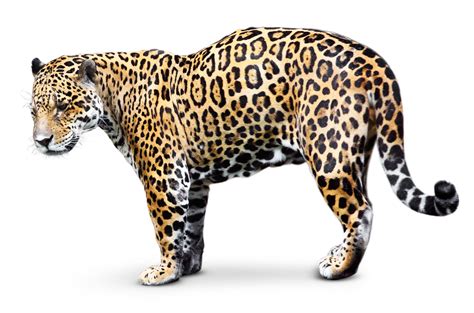 Jaguar Facts | Rainforest Jaguar Facts | DK Find Out