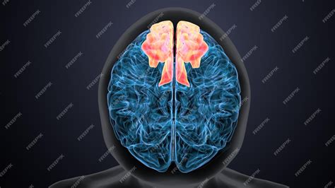 3d Human Human Brain Human Art Human Body Brain Anato - vrogue.co
