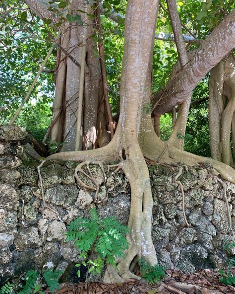 Incredible fig tree #DeeringEstate #palmettobay historic Florida #trees | Fig tree, Tree, Fig