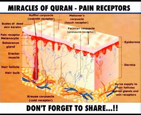 Islam as Mercy: Pain Receptors according to the Quran