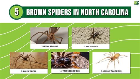 Discover 5 Brown Spiders In North Carolina - A-Z Animals