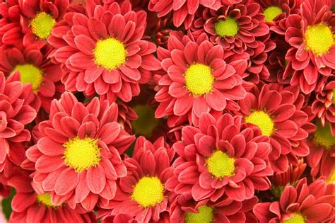 When To Plant Chrysanthemum Seeds | Storables