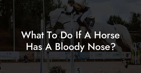 What To Do If A Horse Has A Bloody Nose? - How To Own a Horse