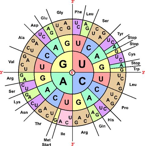 Gene Chart