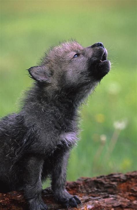 howling wolf puppy! aoooooOOOOOO!! | cute am-inals | Pinterest