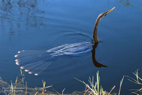 Anhinga Swimming the Waters of Shark Valley, Everglades Na… | Flickr