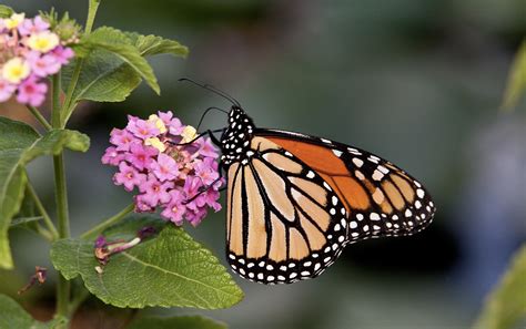 Meet the Butterflies Arriving to Garden This Fall | Desert Botanical Garden