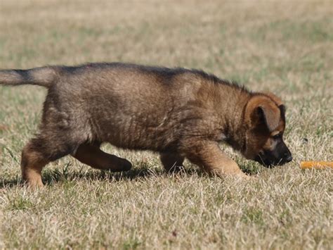 RCMP puppies trained in Alberta named in annual contest | CBC News