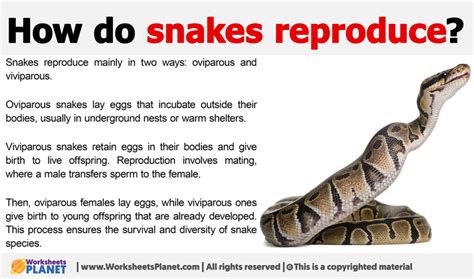 How do Snakes Reproduce?