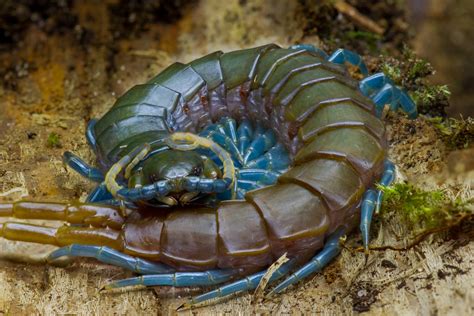 Blue Leg Centipede (Ethmostigmus trigonopodus) | This is the… | Flickr