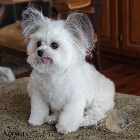 15 Adorable Photos of Norbert the Dog | Cute dogs, Cute puppies, Beautiful dogs