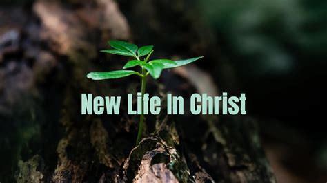 New Life in Christ - Free Personal Growth Resources