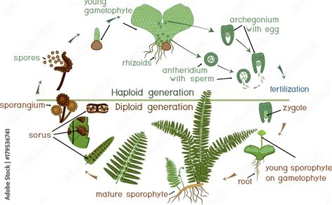 Life Cycle of Fern. Plant life cycle with alternation of diploid sporophytic and haploid ...