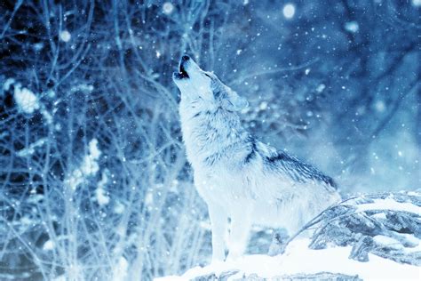 1920x1280 wolf howling wallpaper for desktop background free download ...