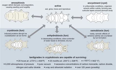 Tardigrades | American Scientist | Tardigrade, Fun science, Animals of the world