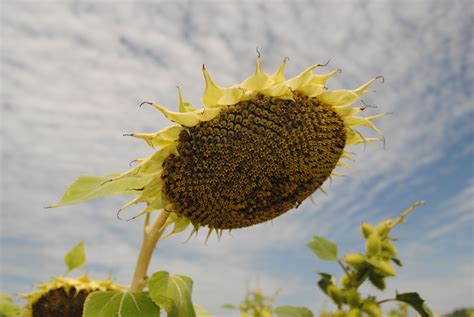 Sunflower fields in Tuscany