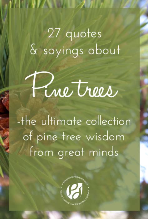 27 Pine tree quotes & sayings with pictures - the ultimate collection of pine tree wisdom from ...