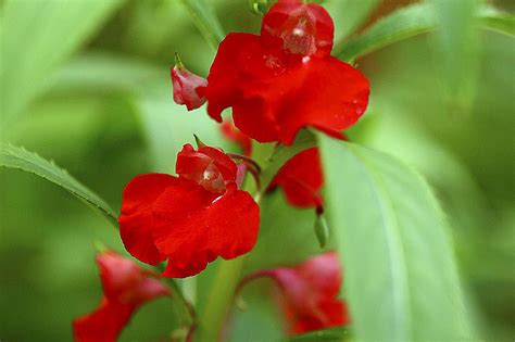 Balsam (Touch Me Not) Flowers for the Heirloom Garden