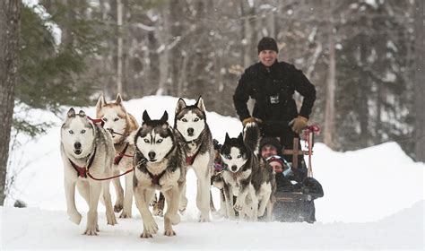 Dog Sled Tours by Green Mountain Mushers at Stratton Mountain Resort | Best Ski Resort by NYC