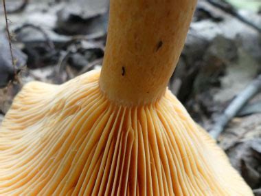 Delicious Lactarius Identification: Pictures, Habitat, Season & Spore Print | Lactarius deliciosus