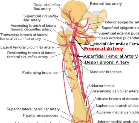 Superficial Femoral Artery - Stepwards