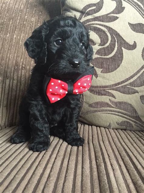 Lovely toy Cockapoo puppies | in Hawick, Scottish Borders | Gumtree