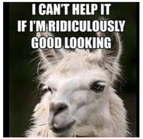 I can't help it! | Funny llama, Llama, Llama pictures